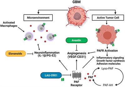 Combined Therapy With Avastin, a PAF Receptor Antagonist and a Lipid Mediator Inhibited Glioblastoma Tumor Growth